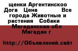 щенки Аргентинскоо Дога › Цена ­ 25 000 - Все города Животные и растения » Собаки   . Магаданская обл.,Магадан г.